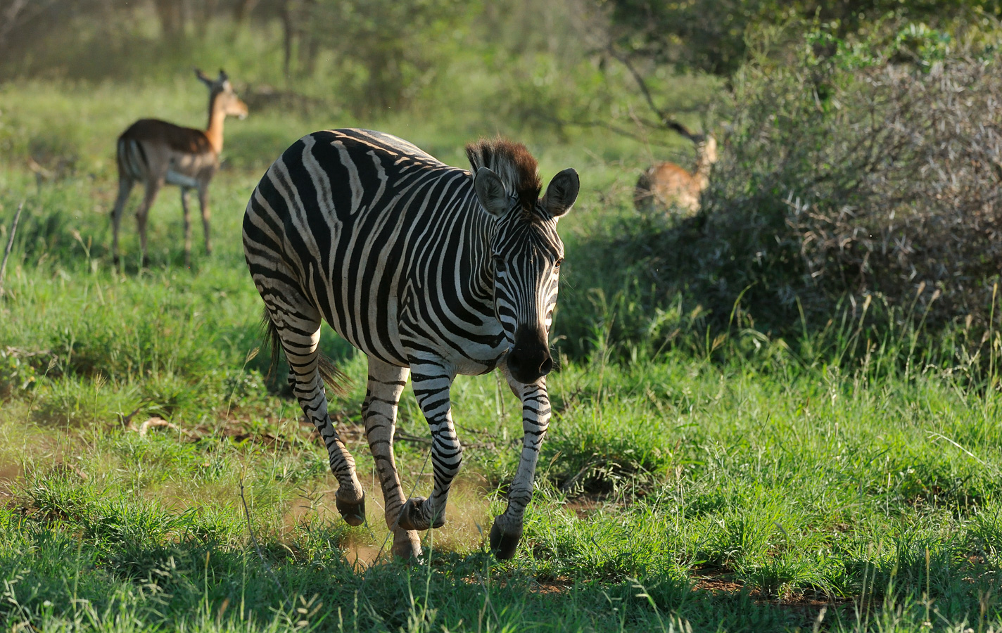 Equus quagga chapmani [330 mm, 1/1600 sec at f / 8.0, ISO 1600]